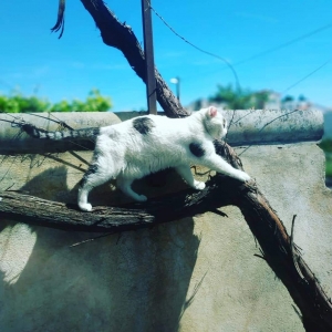 Nestala je jedna posebna mačka, vlasnica traži pomoć